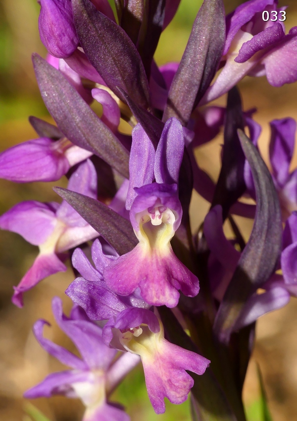 Dactylorhiza romana in una splendida variabilit - provincia di Caserta marzo 2019